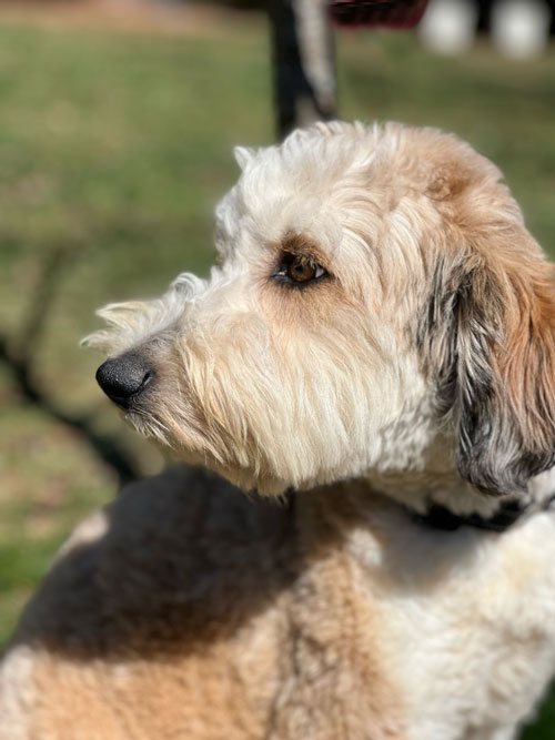 Trained Goldendoodle Puppy