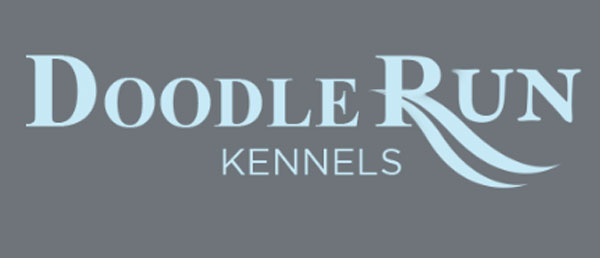 Doodle Run Kennels Available Puppies