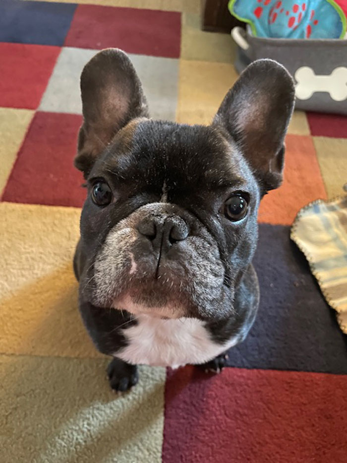 Kaigan Kennel French Bulldog Review